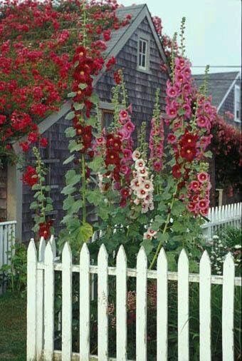 picket fence with hollyhocks