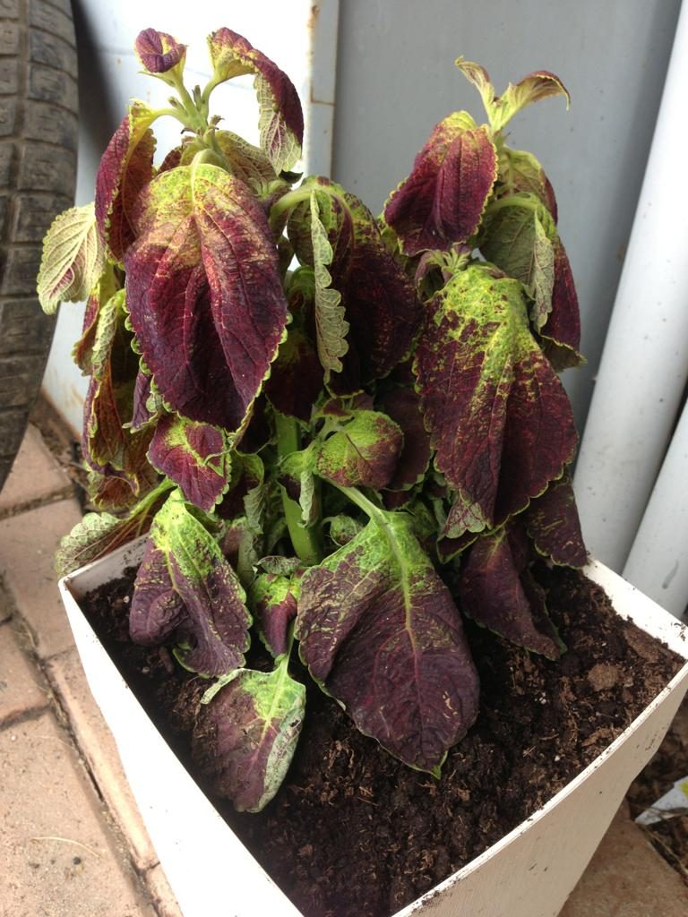 Coleus wilting from too much rain and cool temperatures.