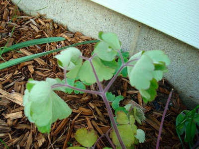 Wilting columbine from too much rain.