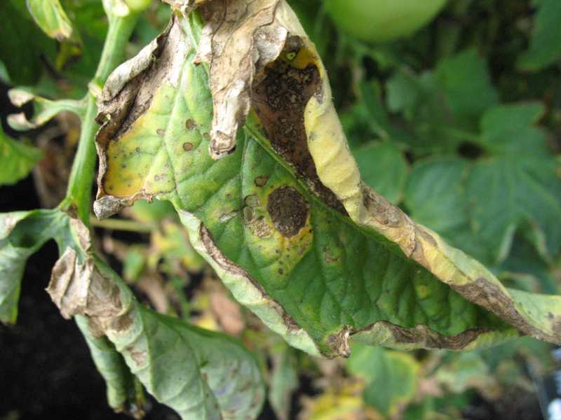 early blight on tomatoes