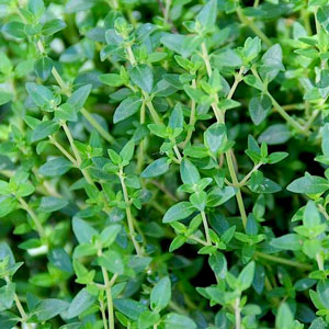 Herb-Thyme-English-WEB