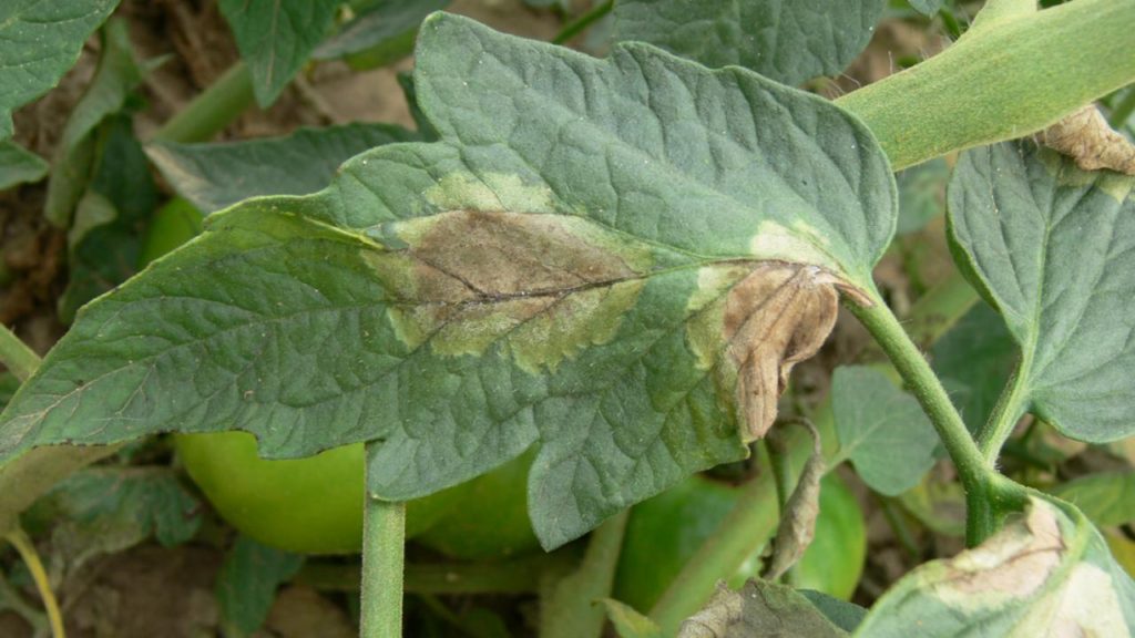 Late Blight on Tomatoes