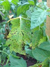 Septoria Leaf Blight on Tomatoes