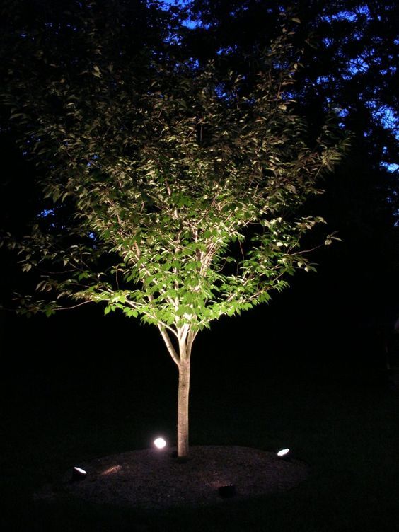 LED lighting illuminating on tree 