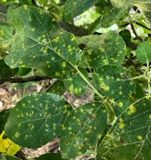 Rust on apple leaves