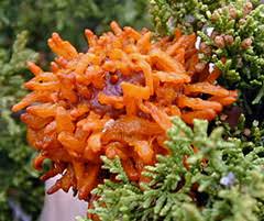 Rust gall on juniper