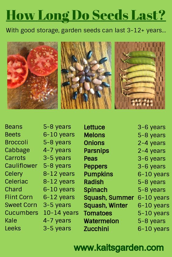 How long do seeds last
