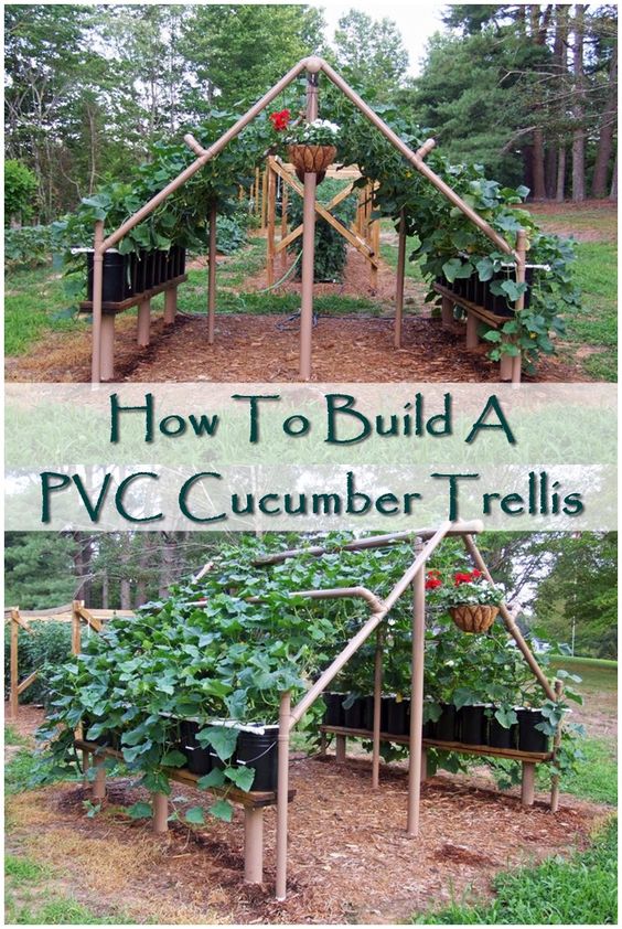 How to build a pvc cucumber trellis