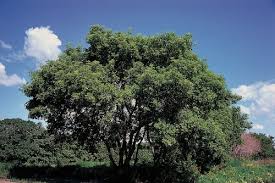 Boxelder tree in landscaped