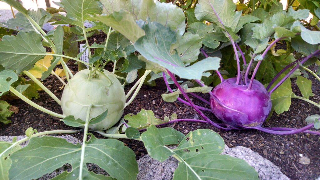 Kohlrabi