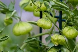 Tomatillos fruit