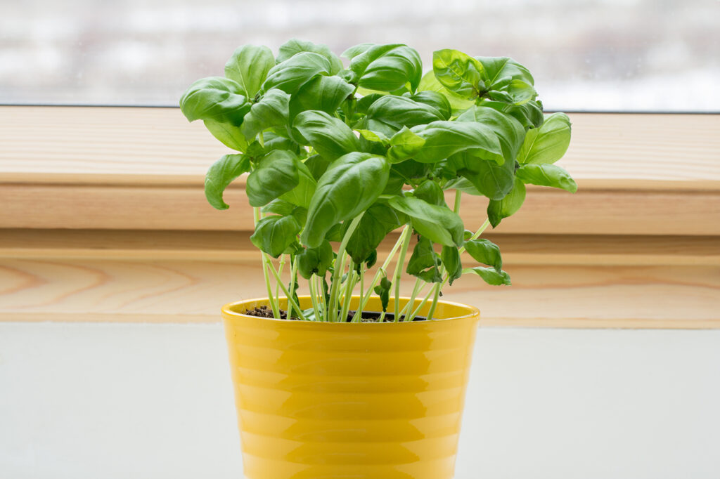 Basil herb in pot