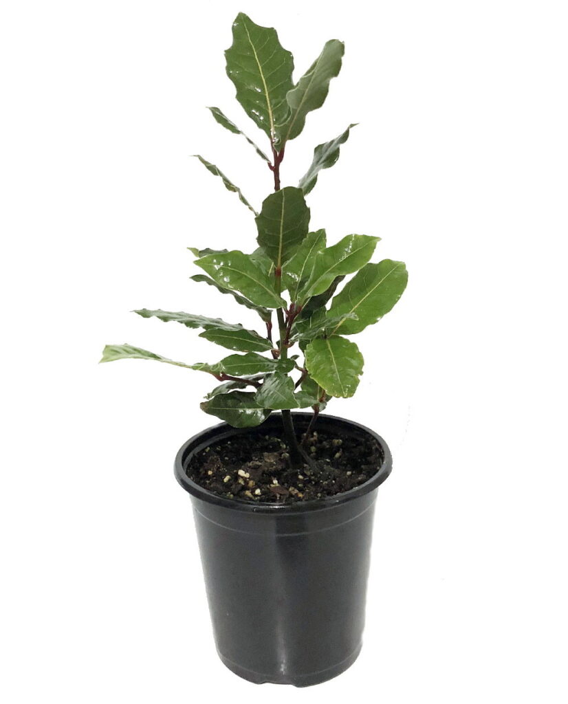 Bay plant in pot
