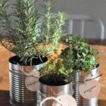 Herbs in tin cans indoors