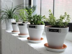 Herbs in pots sitting on a window sill.