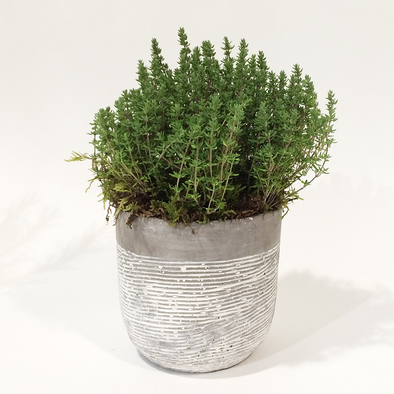 Thyme in pot