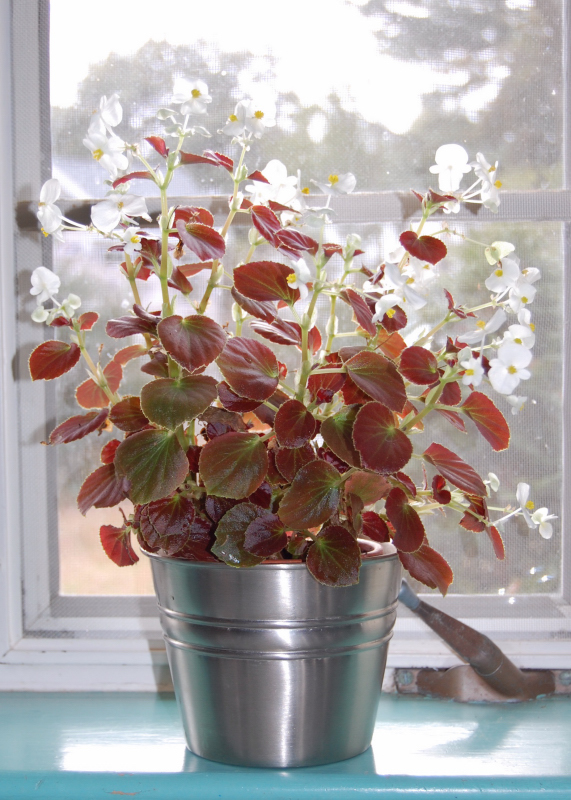 Wax begonias growing in a south window in the winter.