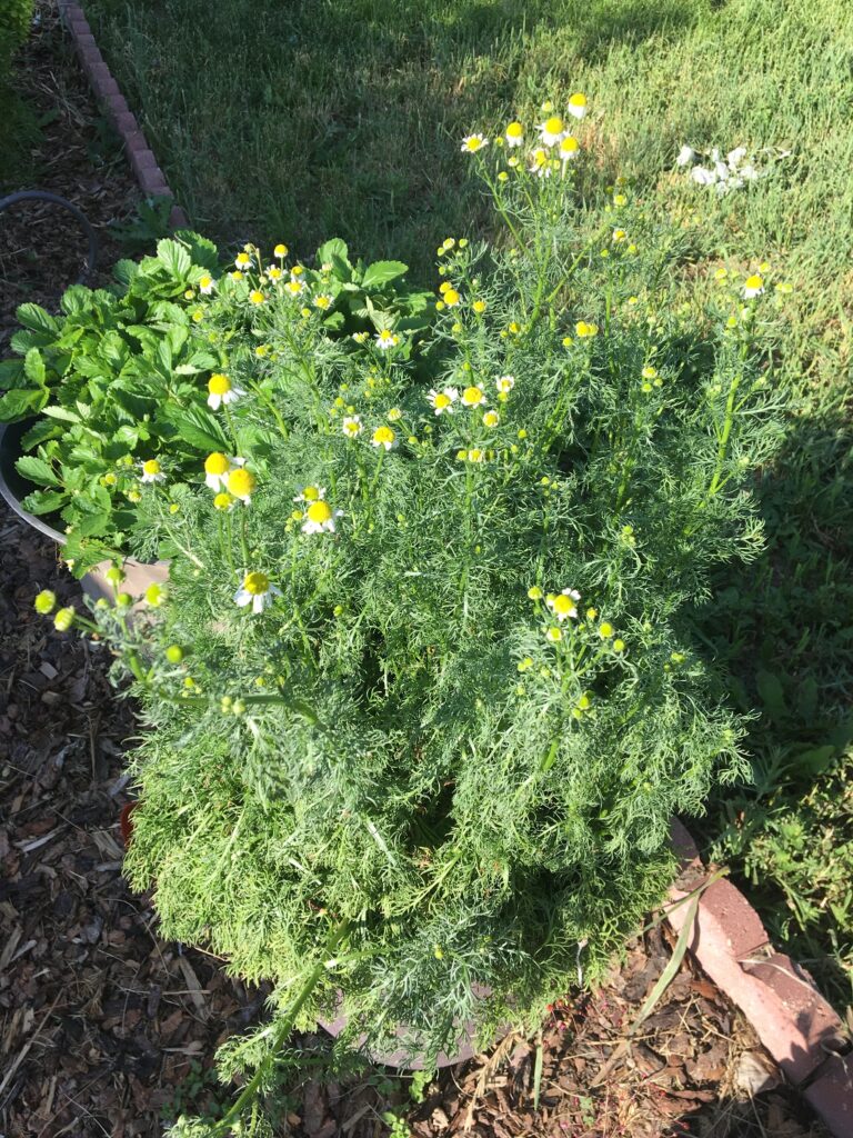 Chamomile plants in a container