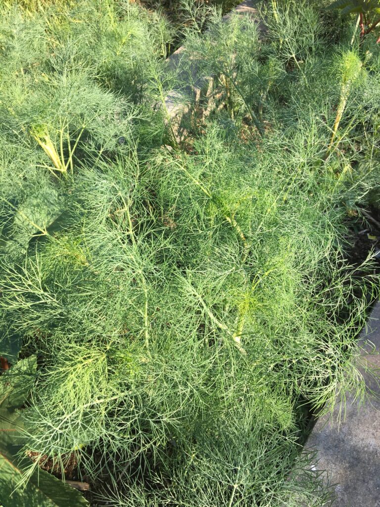 Blue-green variety of dill