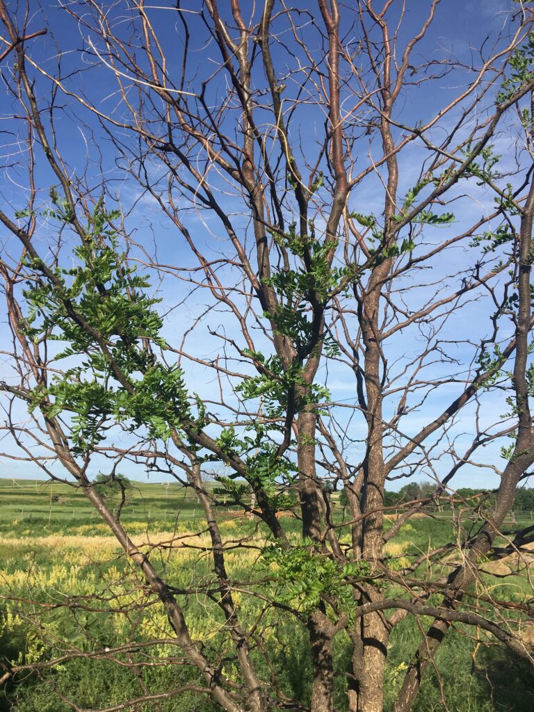Honey locust tree showing winter die-back.