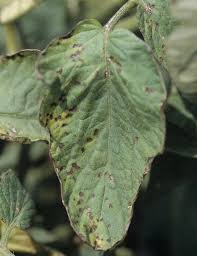 Septoria leaf spot on tomato leaves