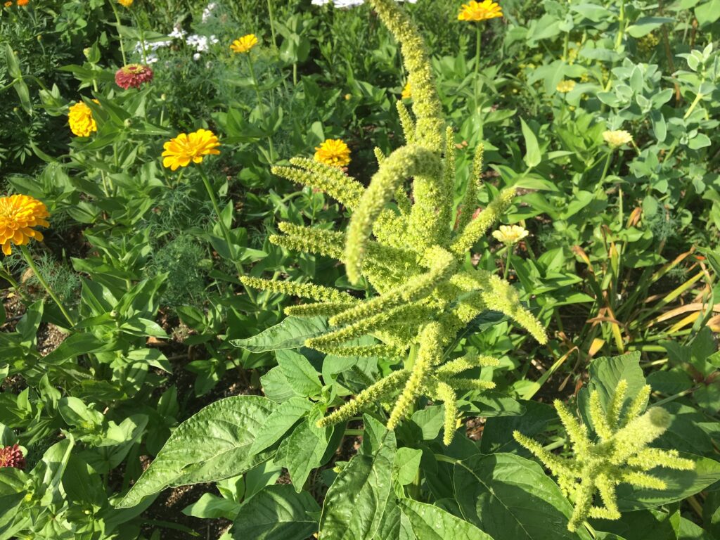 Green Headed Amaranthus