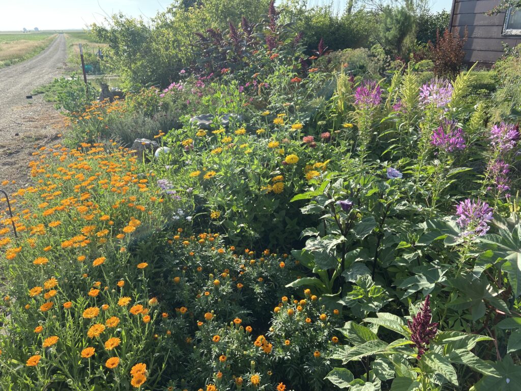 Cleomes in the flowerbed