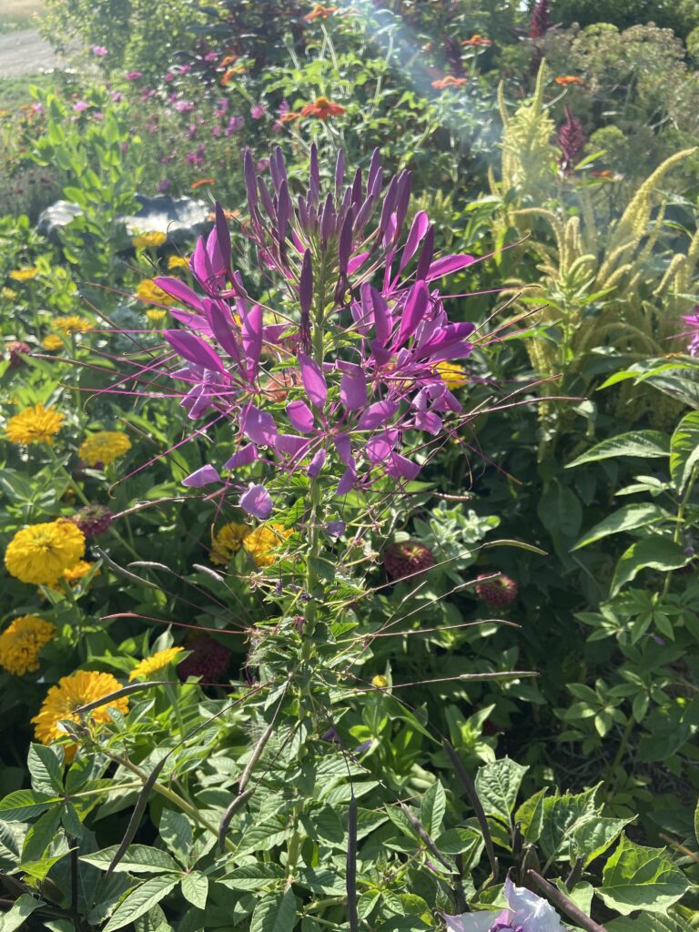 Purple flowered cleome