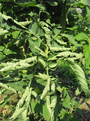 Tomato Leaf Curl