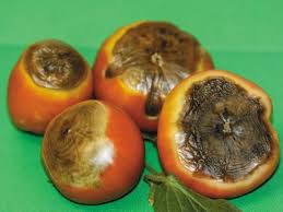 Blossom end rot in tomatoes