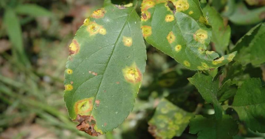 Apple rust on leaves of apple trees