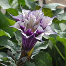 Double purple datura flower