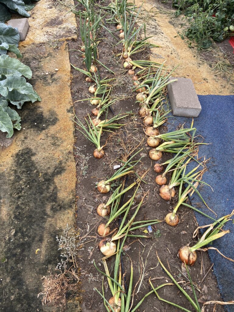 Maturing onions