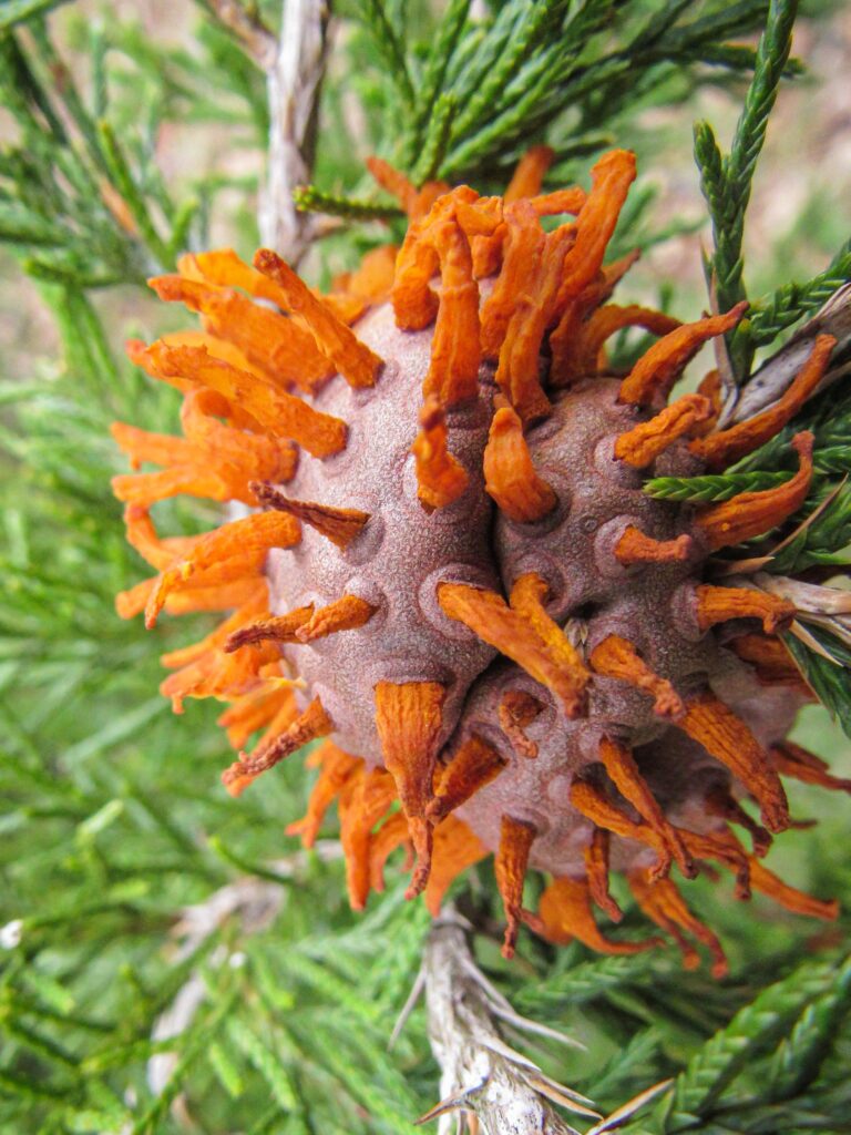 Fungus galls on cedar trees in early spring