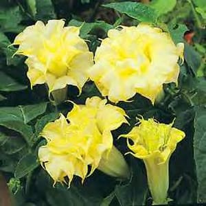 Double yellow datura flowers