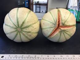 Melon cracking