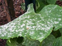 Powdery mildew on squash