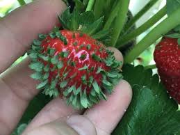 Seeds on a strawberry fruit germinating.