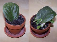 Leaf propagation of African violet