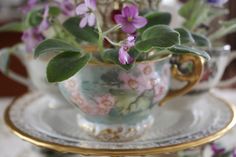 Miniature Violet in a teacup