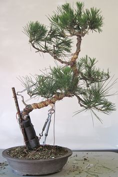 Bonsai with training wires