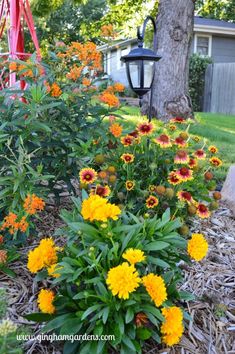 Bright colors in the flowerbeds 