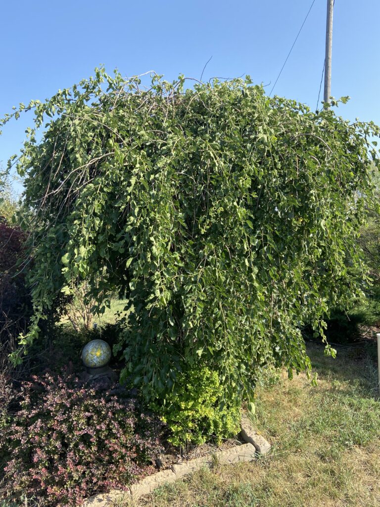 Weeping Mulberry Tree