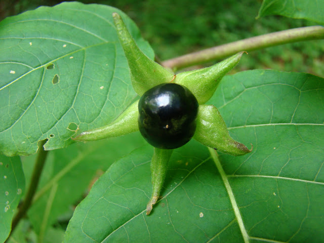Deadly nightshade fruit borne singly on stems. 