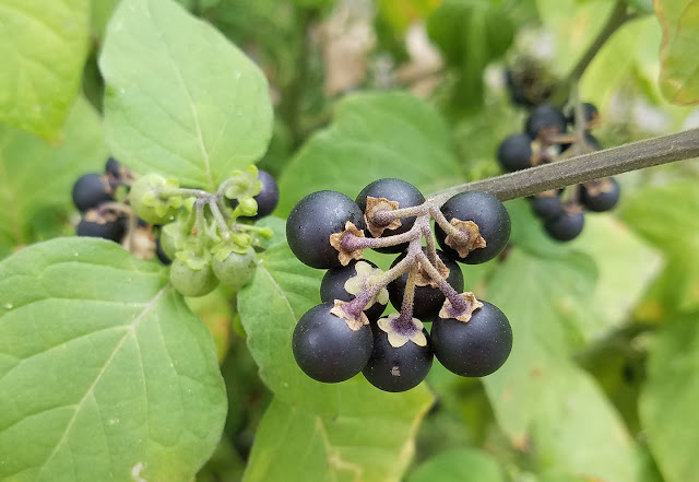 Black nightshade fruits growing in clusters.