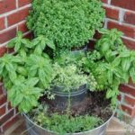 Herbs growing in metal pots