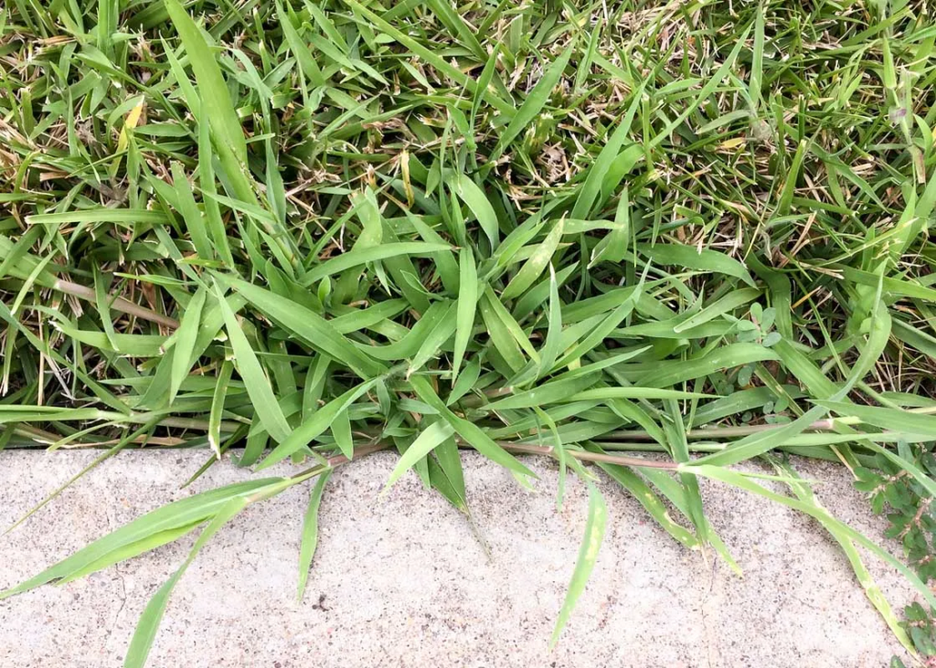 Crabgrass plant along sidewalk