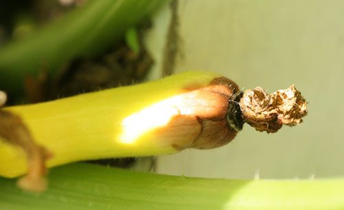 Poorly pollinated yellow zucchini squash