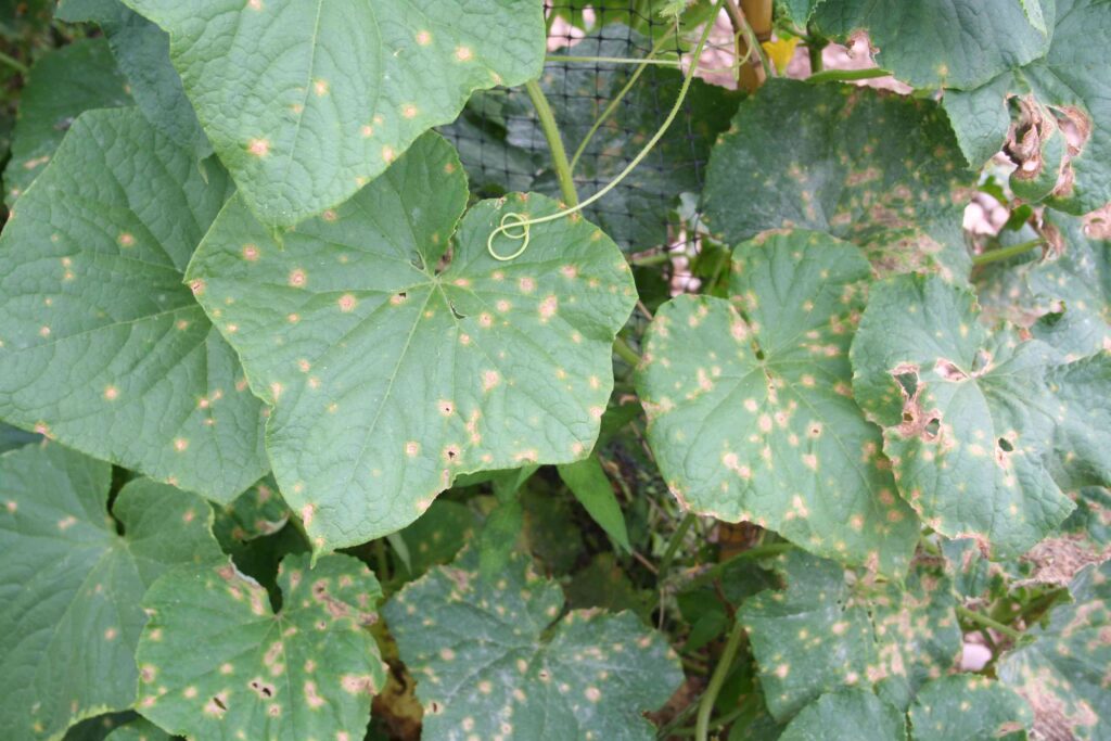Anthracnose on cucumber leaves