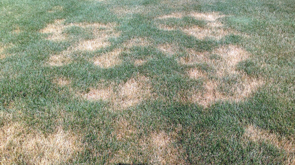 Summer patch fungus on a bluegrass lawn